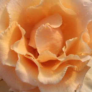 Поръчка на рози - Чайно хибридни рози  - оранжев - Pоза Юст Йоей - интензивен аромат - - - -